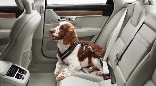 Genuine Volvo Xc60 Dog Harness - Extra Large (Up To 60Kg)